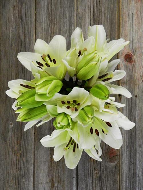 WHITE L.A. HYBRID LILIES